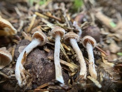 Cortinarius acutus