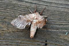 Amorpha juglandis