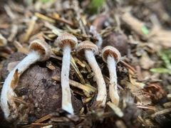Cortinarius acutus