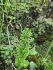 Adiantum excisum
