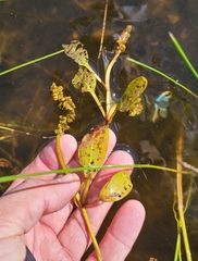 Potamogeton epihydrus