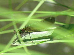 Calopteryx aequabilis