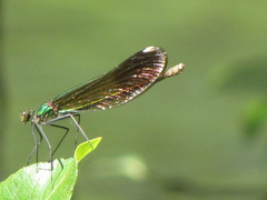 Calopteryx aequabilis