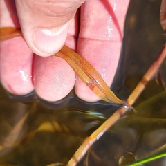 Potamogeton epihydrus