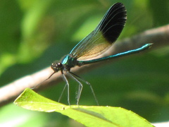 Calopteryx aequabilis
