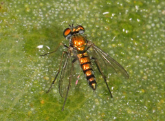 Condylostylus caudatus