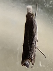 Parapediasia teterrellus