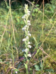 Spiranthes casei