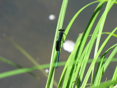 Calopteryx aequabilis