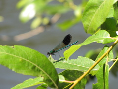 Calopteryx aequabilis
