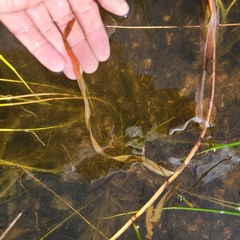 Potamogeton epihydrus