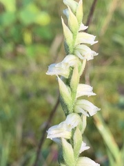 Spiranthes casei