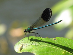 Calopteryx aequabilis