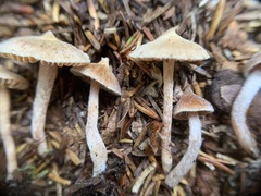 Cortinarius acutus