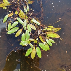 Potamogeton epihydrus
