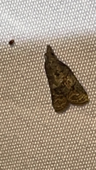 Platynota idaeusalis