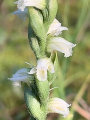 Spiranthes casei