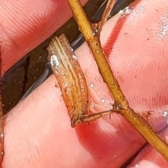 Potamogeton epihydrus