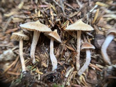 Cortinarius acutus