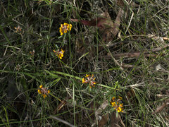 Pultenaea