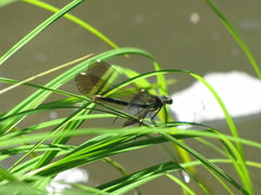 Calopteryx aequabilis