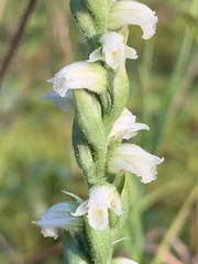 Spiranthes casei
