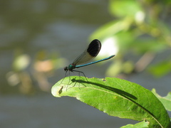 Calopteryx aequabilis