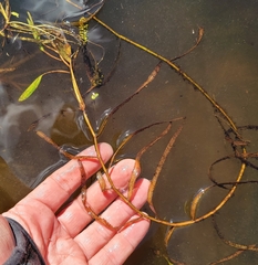 Potamogeton epihydrus