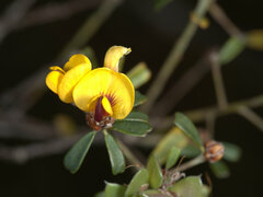 Pultenaea microphylla