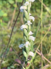 Spiranthes casei