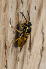 Vespula germanica