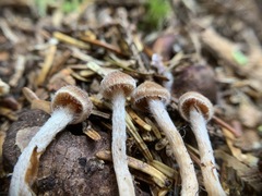 Cortinarius acutus