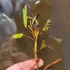 Potamogeton epihydrus