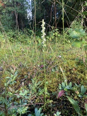 Spiranthes casei