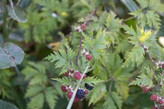 Rubus laciniatus