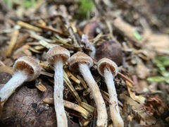 Cortinarius acutus