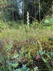 Spiranthes casei