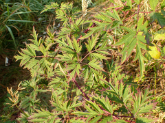 Rubus laciniatus
