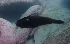 Eubalichthys bucephalus