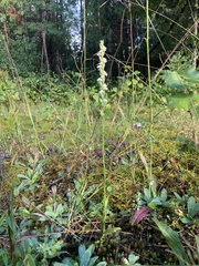 Spiranthes casei