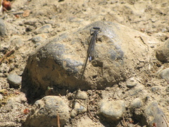 Argia emma