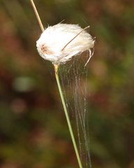 Eriophorum