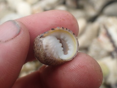 Nerita plicata