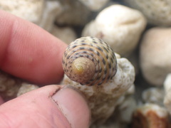 Nerita plicata