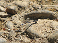 Argia emma