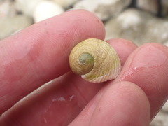 Nerita plicata