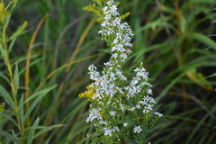 Symphyotrichum urophyllum