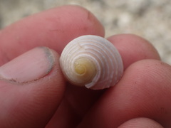 Nerita plicata