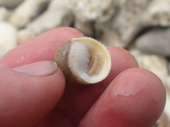 Nerita plicata