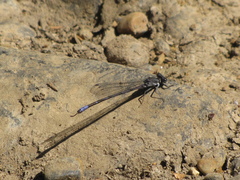 Argia emma